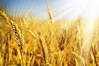 Колосья пшеницы